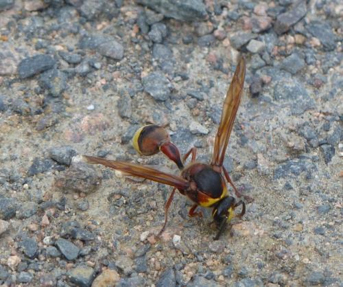Delta unguiculatum